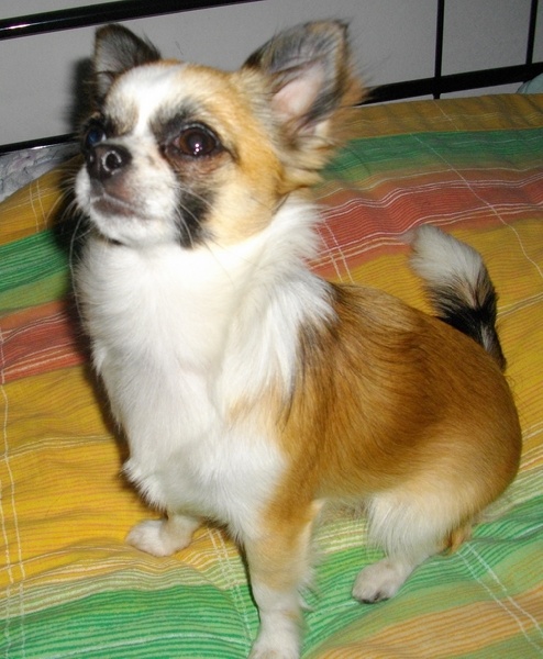 Duménica d'Acca Larentia