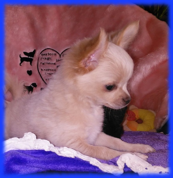 du Picculu Ribellu - Chiots disponibles - Chihuahua